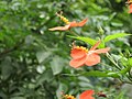 Orange flower - profile