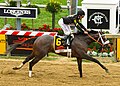 Oxbow winning the Preakness Stakes, 2013