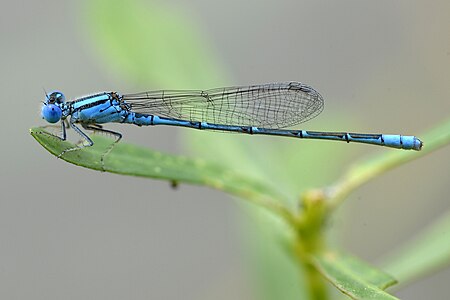 Paracercion melanotum male