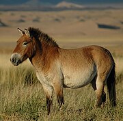 Brown horse