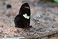 H. d. doris Rayed longwing Cristalino River Southern Amazon, Brazil