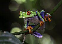 Red-eyed Leaf frog (Agalychnis callidryas)