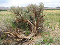 Shattered sagebrush trunk