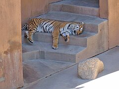 Tiger asleep in the shade