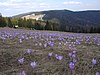 Turbacz Mountain in the Gorce Range