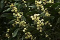 Blackwood (Acacia melanoxylon)