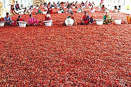 Guntur chilli drying in the sun, Andhra Pradesh, India