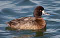 Lesser scaup hen.