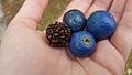 Three fruit and a pyrene -may possibly be E. grandis