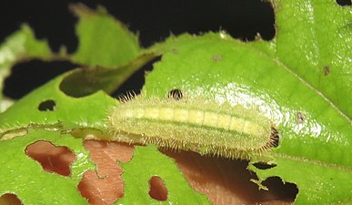 Larva