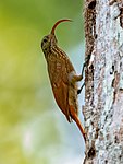 Curve-billed scythebill