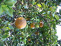 Chinotto (Citrus aurantium chinotto)