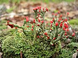 Cladonia cristatella (British Soldier).