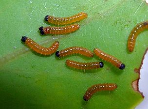 Larva