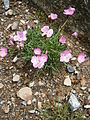 Dianthus scardicus