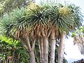 Dracaena draco