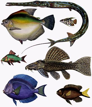 Second-place Cwmhiraeth (submissions) brought the article on Teleosts, an infraclass (a division smaller than a biological class, but larger than a biological order) of fishes that include 96 percent of all fish.