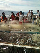 Small fish enmeshed in a net being taken off an outrigger boat