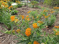 Butterfly milkweed in Shirlington in 2020