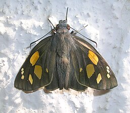 Dorsal view