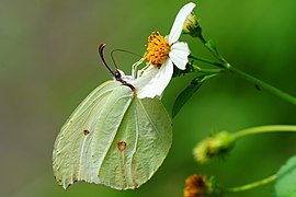 圆翅钩粉蝶 Gonepteryx amintha