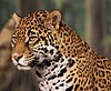 A jaguar's head