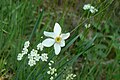 Narcissus poeticus