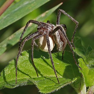 Pisaura mirabilis, female, by Charlesjsharp