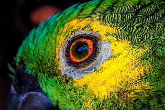 图为橙翼亚马逊鹦鹉（Amazona amazonica）的眼睛特写，摄于巴西托坎廷斯州的贾拉潘国家公园。