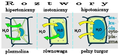 Polski: png. version++oijoijoijpells diagram pl.svg svg. version