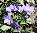 Phlox divaricata North Florida.