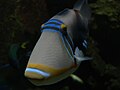 Picasso triggerfish (Rhinecanthus aculeatus)