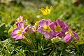 Primula vulgaris subsp. sibthorpii