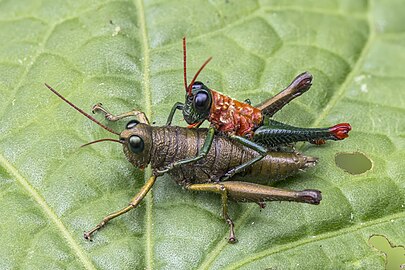 Short-horned grasshoppers Rhytidochrota risaraldae ♂♀ Colombia