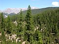 Image 56A conifer forest in the Swiss Alps (National Park). (from Ecoregion)