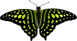 Graphium agamemnon