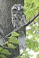 Young Tawny Frogmouth in Melbourne, Australia, about 70 days old