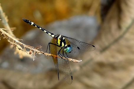 Tetrathemis platyptera male