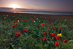 A tulip island, a protected area of Russia in Iki-Burulsky District