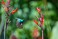 Olive-bellied sunbird in flight