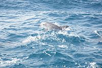 A dolphin in the India Ocean near Zanzibar