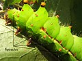 Image 13Indian moon moth (Actias selene) with some of the spiracles identified (from Respiratory system of insects)