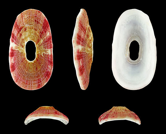 图为透孔螺（Amblychilepas platyactis），源于南非的杰弗里斯贝。