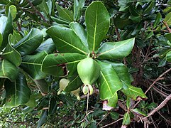 Fruit of B. asiatica