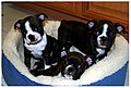 Boston Terrier (#4)