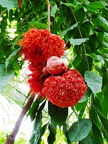 Brownea Coccinea