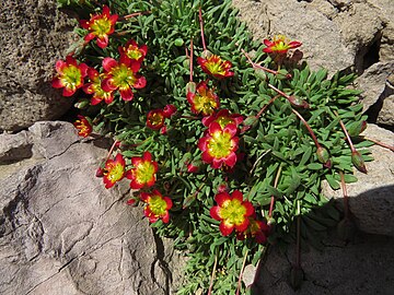 Calandrinia caespitosa