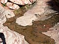 Tadpoles in Calico Spring