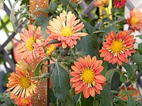 Chrysanthemum morifolium