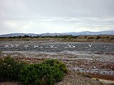 Natural environment surrounding the town of Colhué Huapi near the lake.